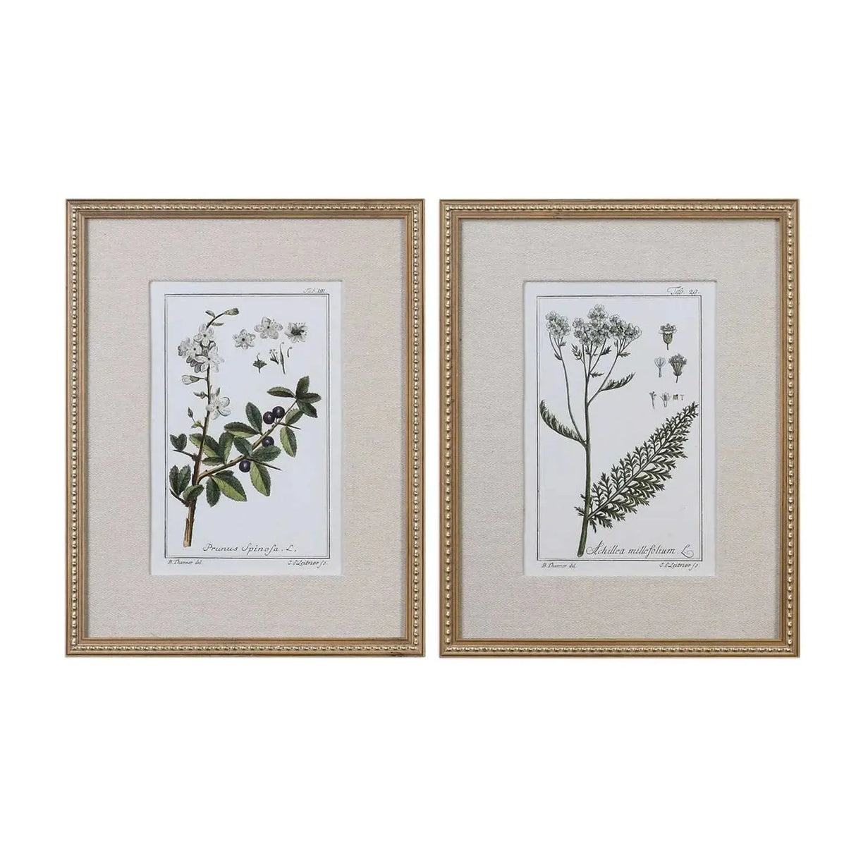 Cuadro Botánico Floral Verde