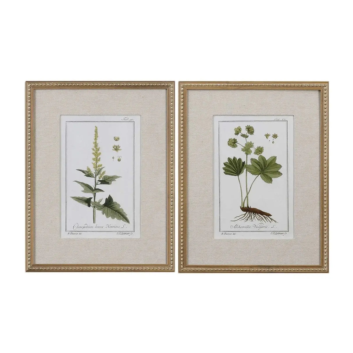 Cuadro Botánico Floral Verde