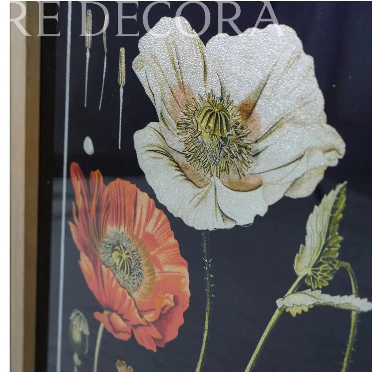 Cuadro Botánico Papaver Somniferum