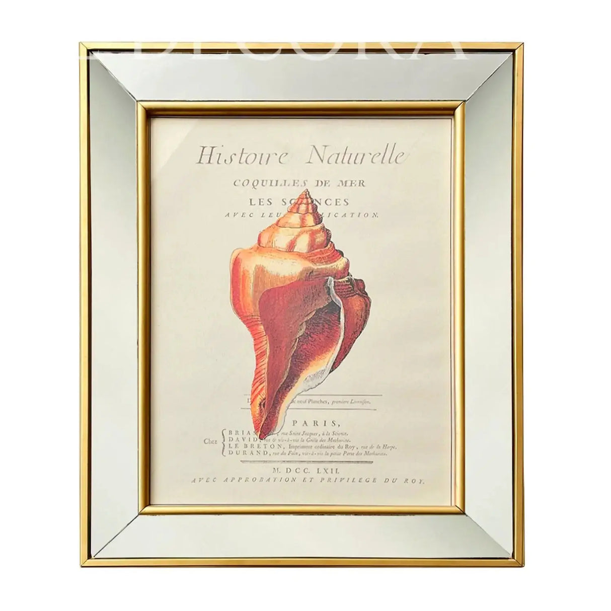 Cuadro Caracola Marina