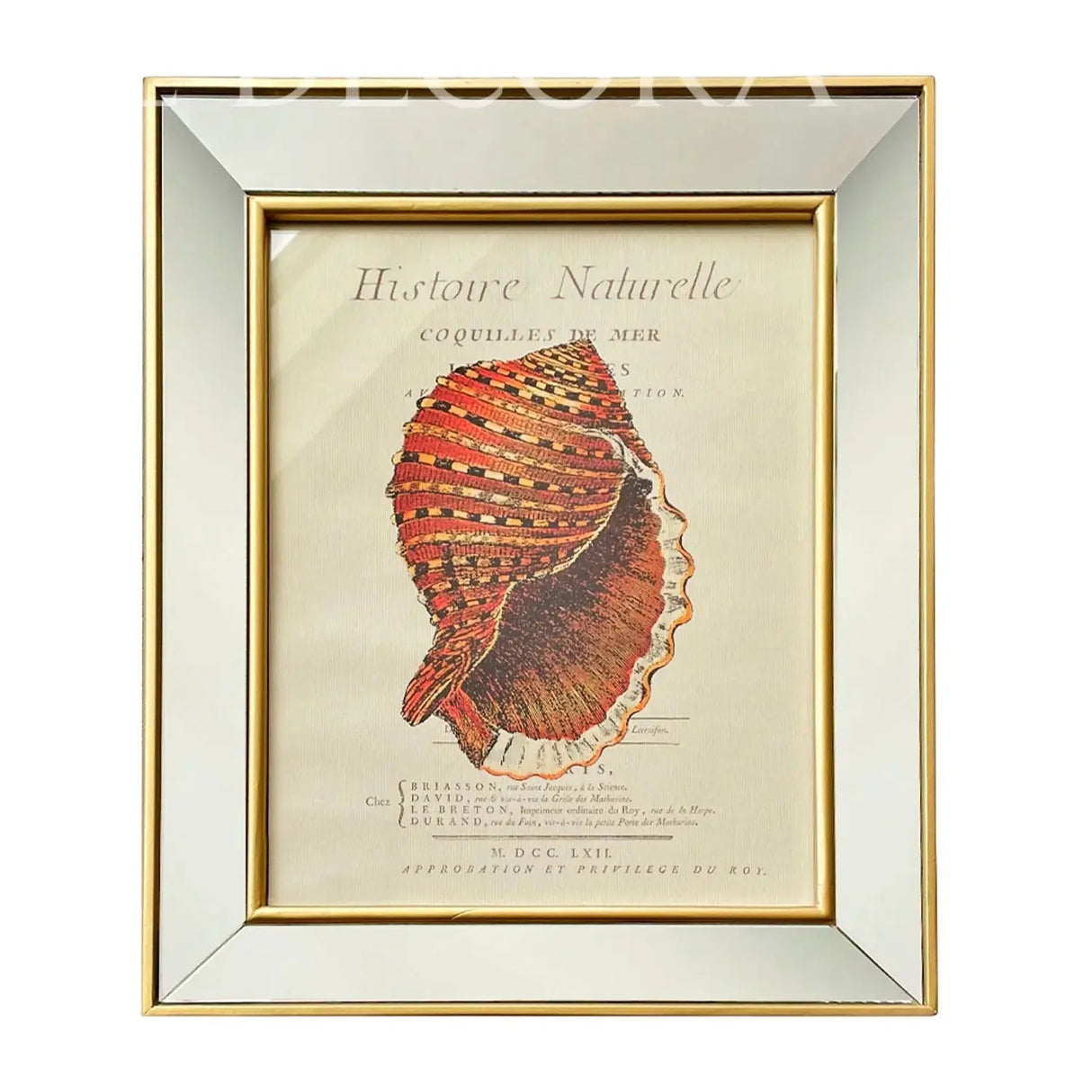 Cuadro Caracola Marina 2