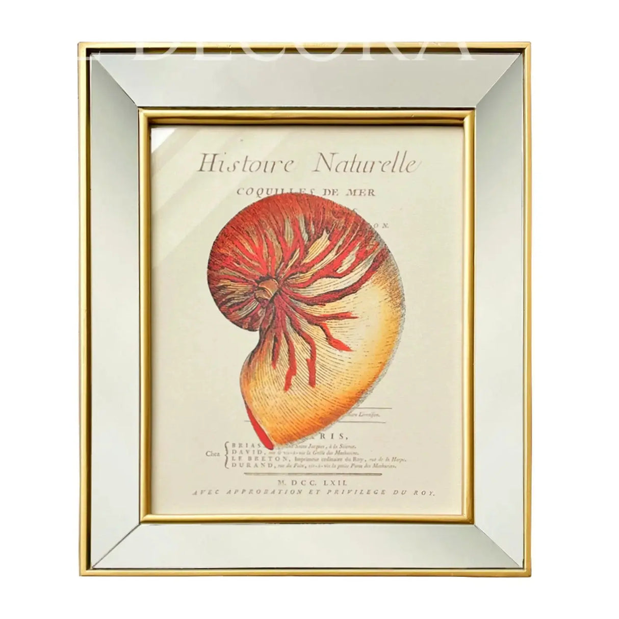 Cuadro Caracola Marina 3