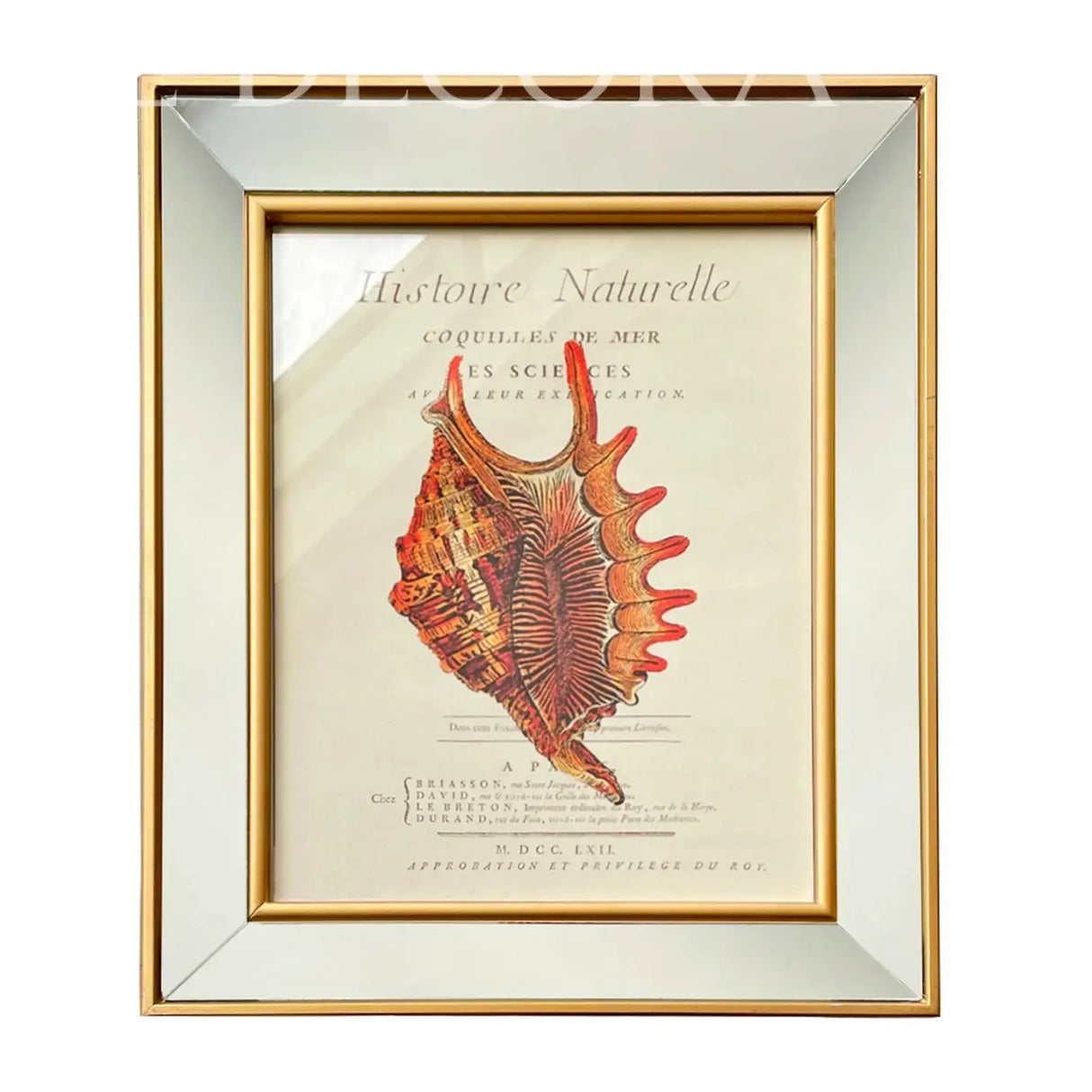 Cuadro Caracola Marina 4