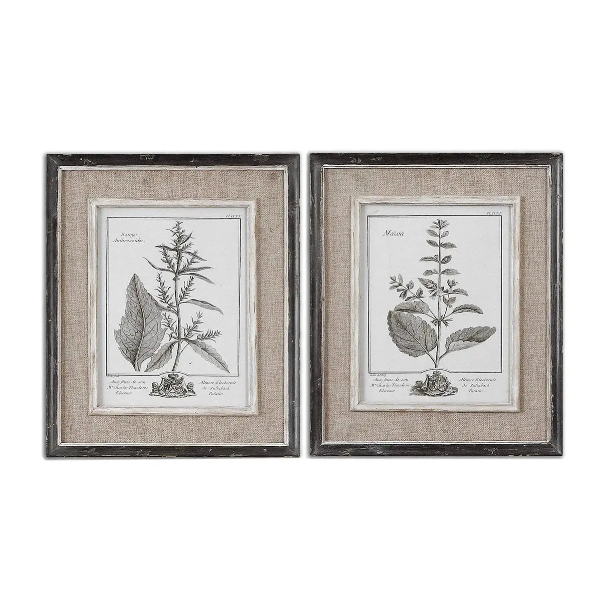 Cuadro de Botánicas