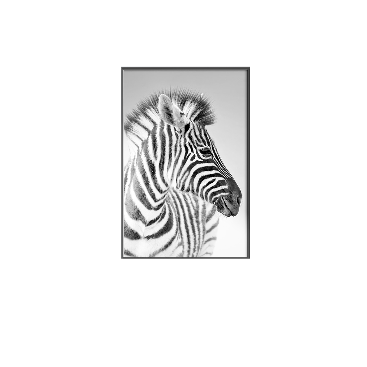Cuadro Decorativo Zebra Perfil Bihua