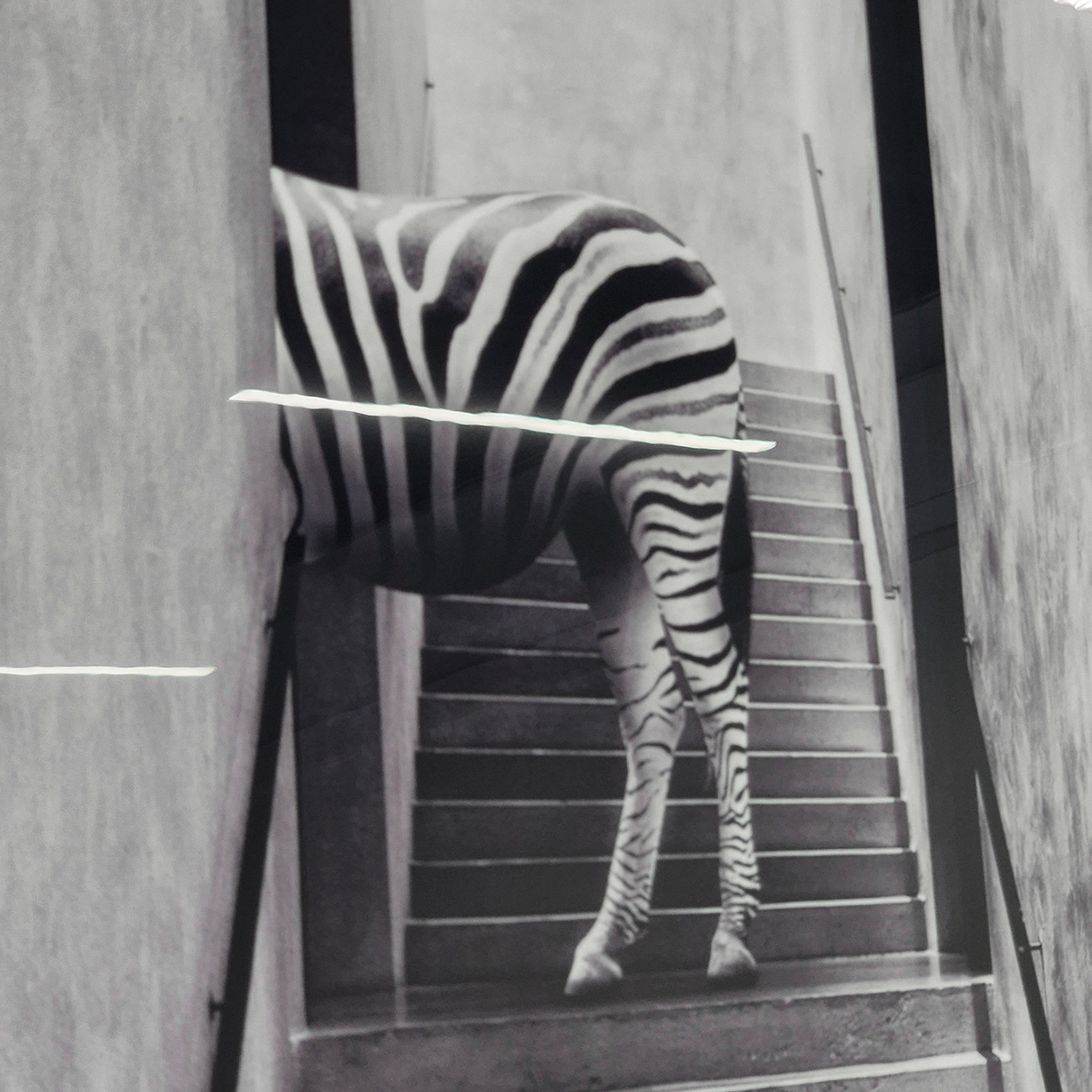 Cuadro Decorativo Cebra Ascendente