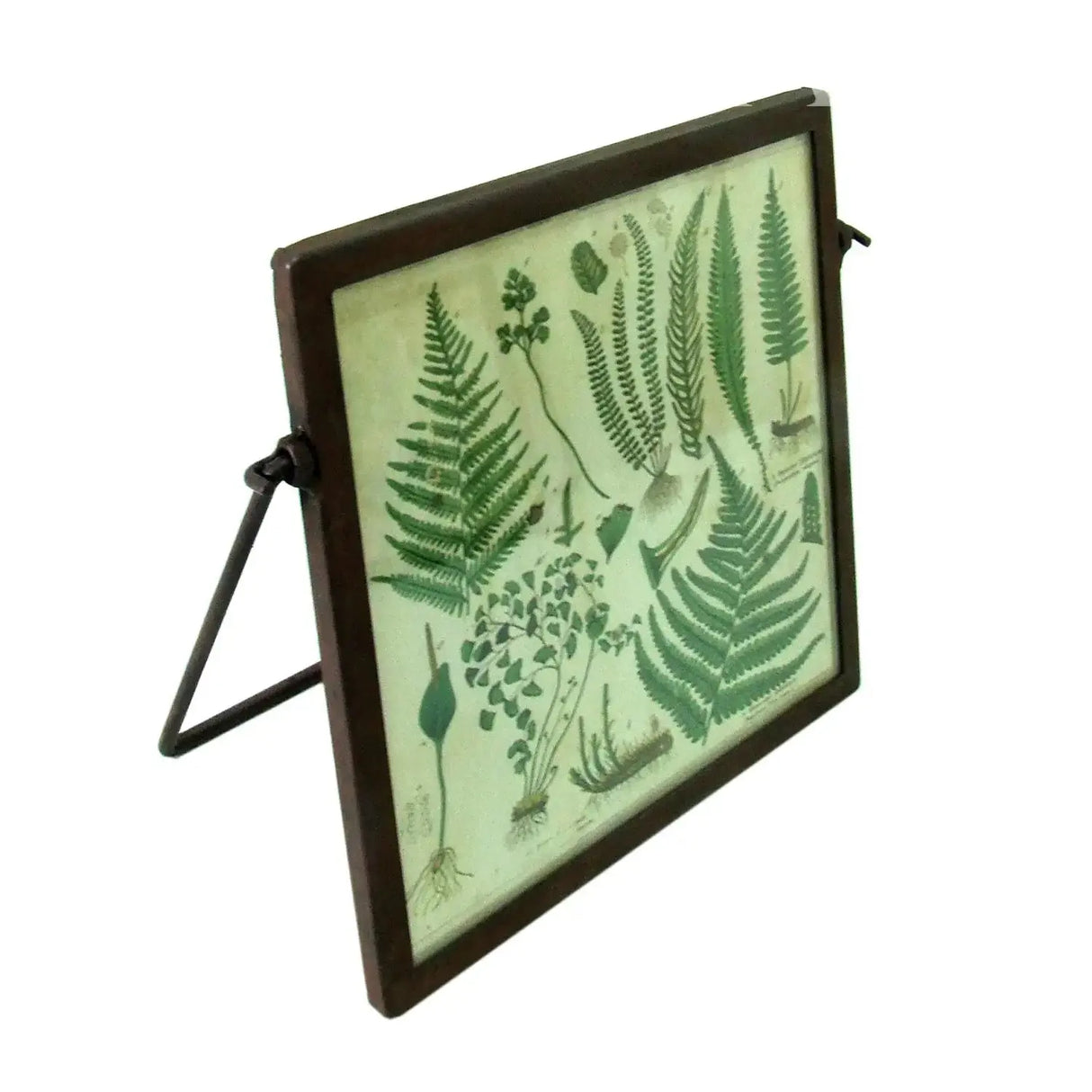 Marco de Foto Helecho Re Decora