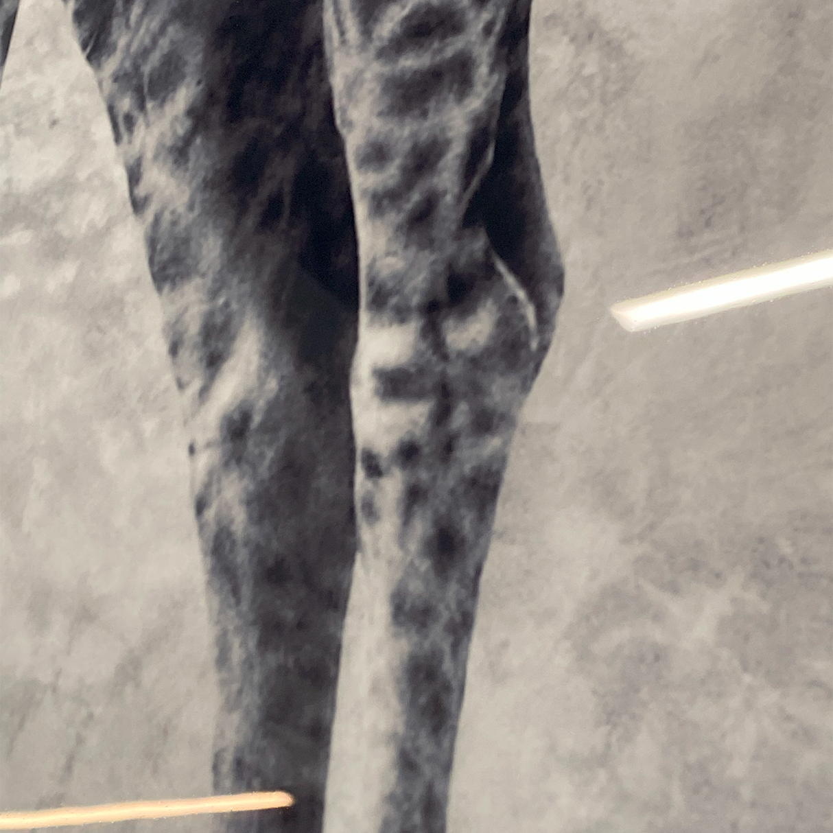 Cuadro Decorativo Jirafa