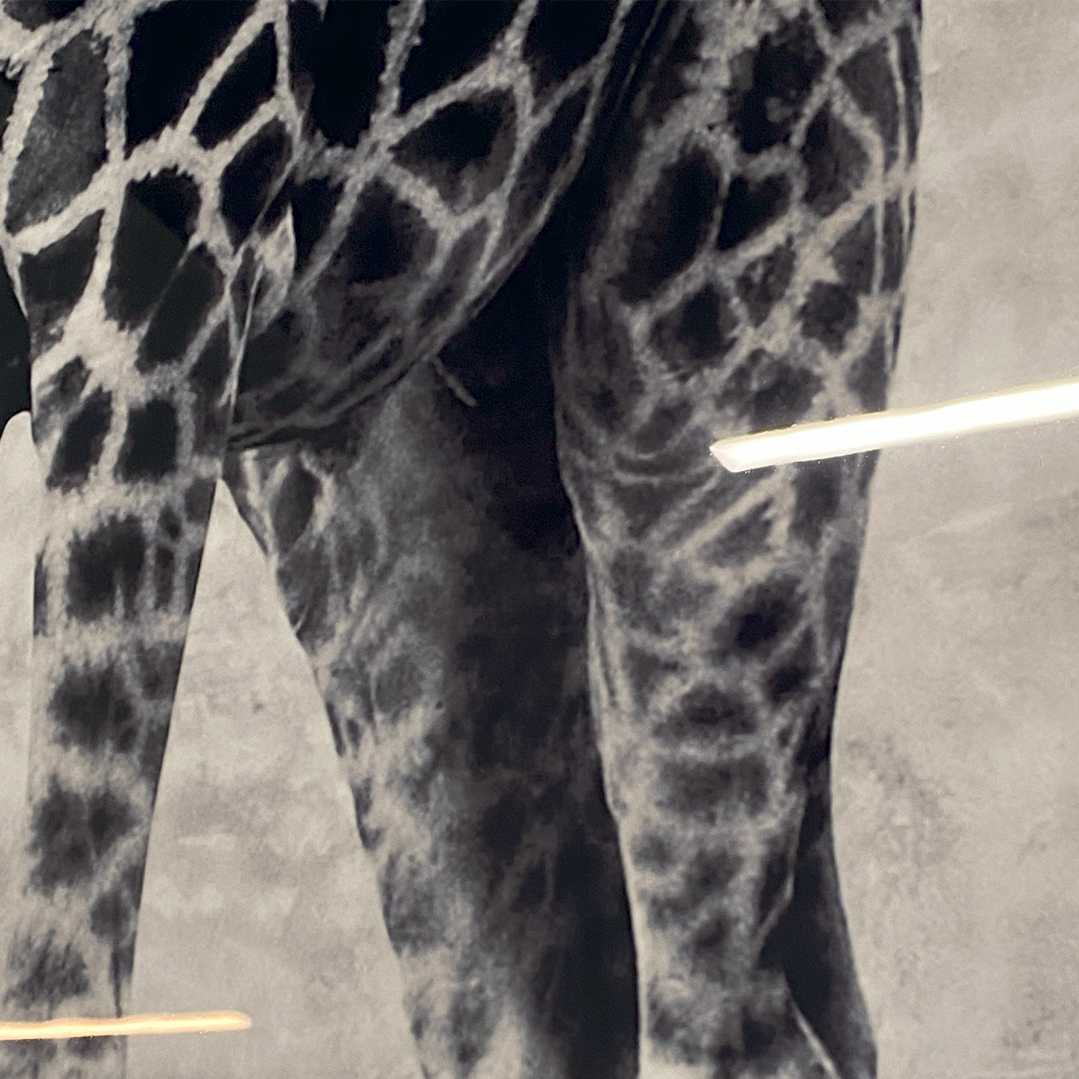 Cuadro Decorativo Jirafa