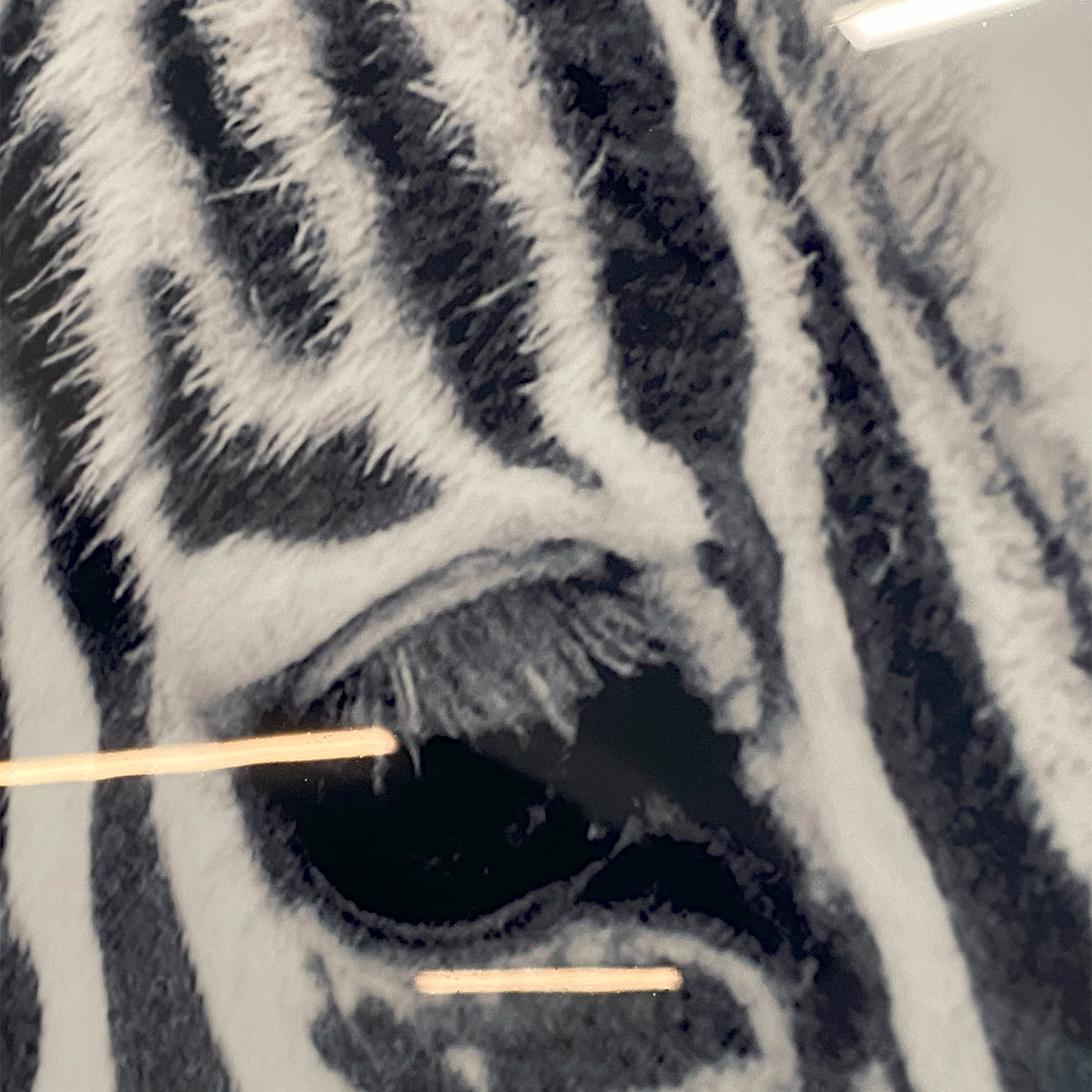 Cuadro Decorativo Cebra Perfil