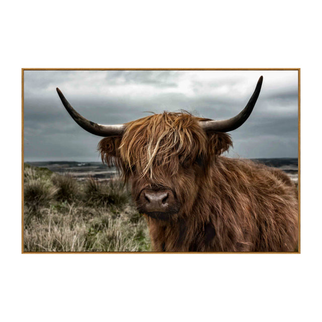 Cuadro de vaca escocesa