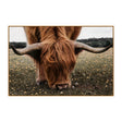 Cuadro de vaca escocesa